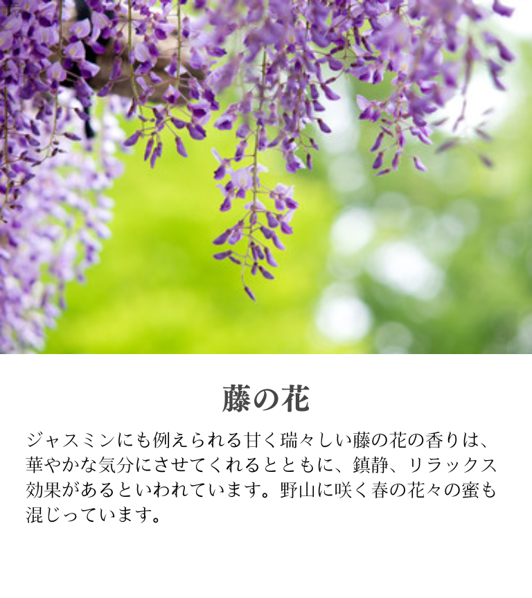 藤の花