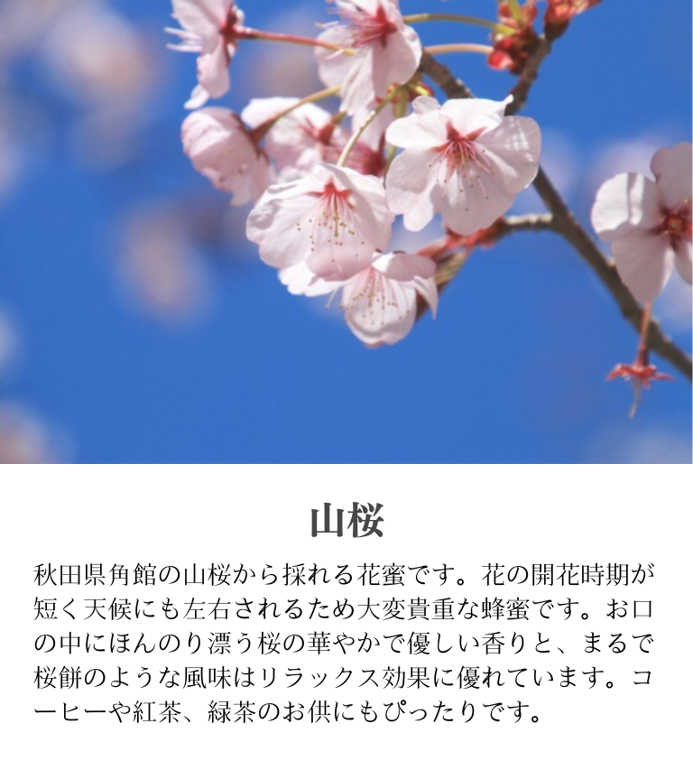 山桜